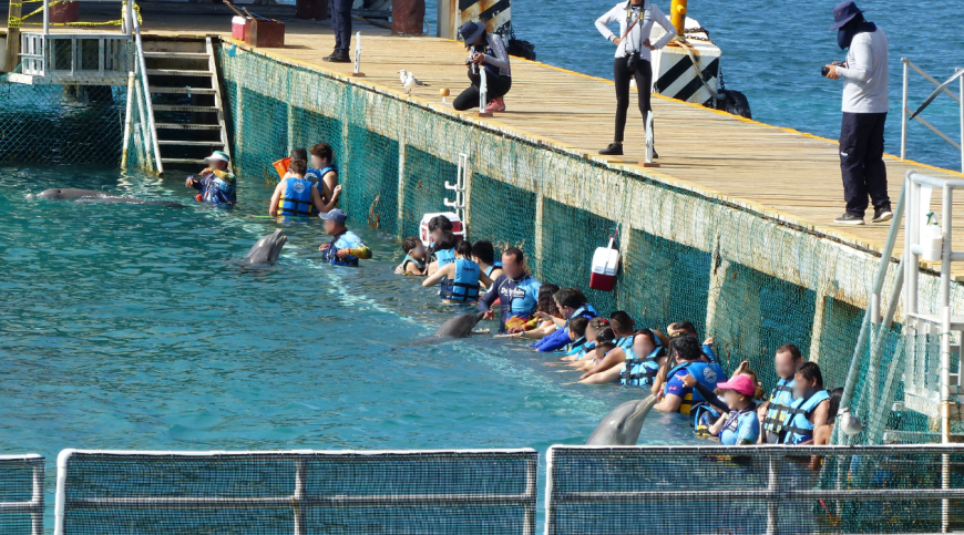 Captive dolphins at a Dolphin Discovery facility performing for paying customers. Day in and day out, this is their life.