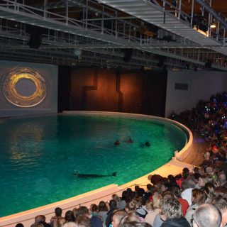 The dolphins at Kolmården Zoo in Sweden spend 24/7 in this artificially lit theater. More than 60 dolphins have died here since the show stadium opened in 1969. Even though Kolmården Zoo announced in 2022 that it would finally close its dolphin exhibit, the zoo has yet to announce what will happen to the dolphins. With Nephele’s recent death, 11 dolphins remain trapped at the zoo.