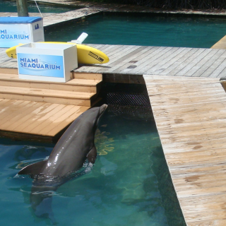Image of dolphin at Miami Seaquarium