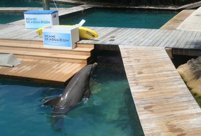 Image of dolphin at Miami Seaquarium