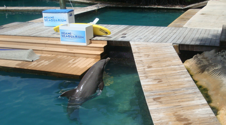 Image of dolphin at Miami Seaquarium