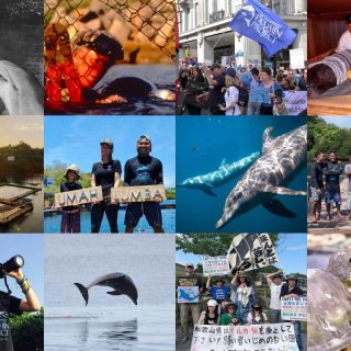 We’re celebrating 54 years protecting dolphins!