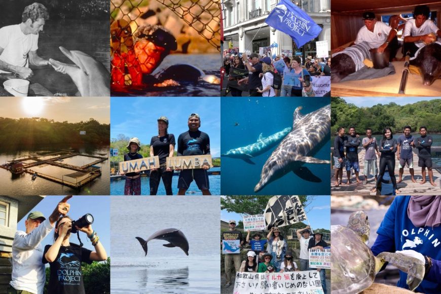 We’re celebrating 54 years protecting dolphins!