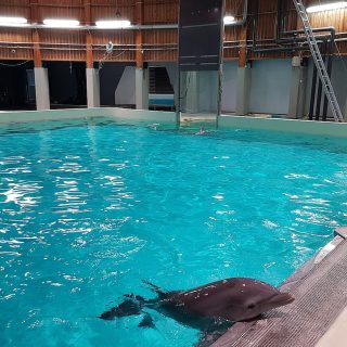Kolmården Zoo, Sweden, Author: Kigsz, Licence: Creative Commons Attribution-Share Alike 4.0 International