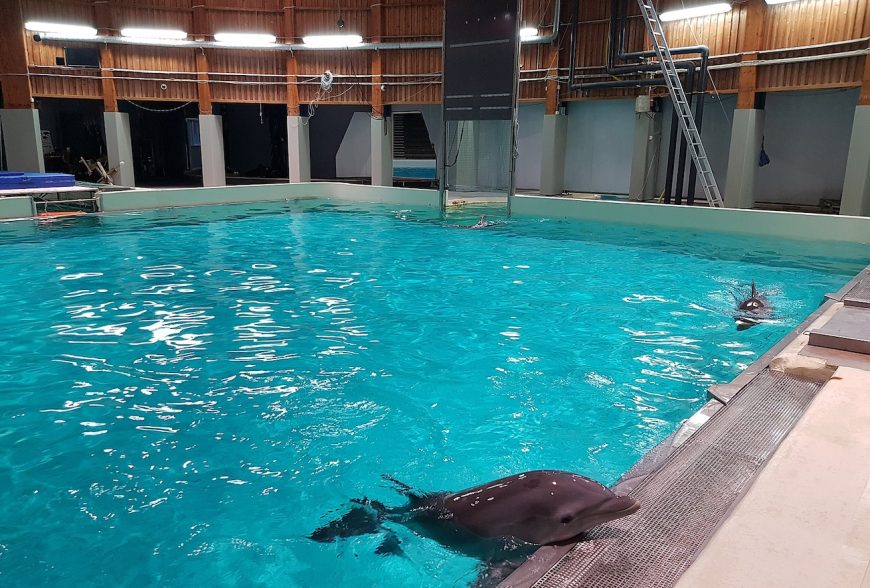 Kolmården Zoo, Sweden, Author: Kigsz, Licence: Creative Commons Attribution-Share Alike 4.0 International