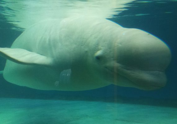 Image of Bella the Beluga in a shallow tank at Lotte World