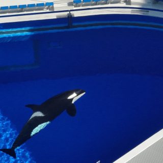 Stella at Kobe Suma Sea World, Japan