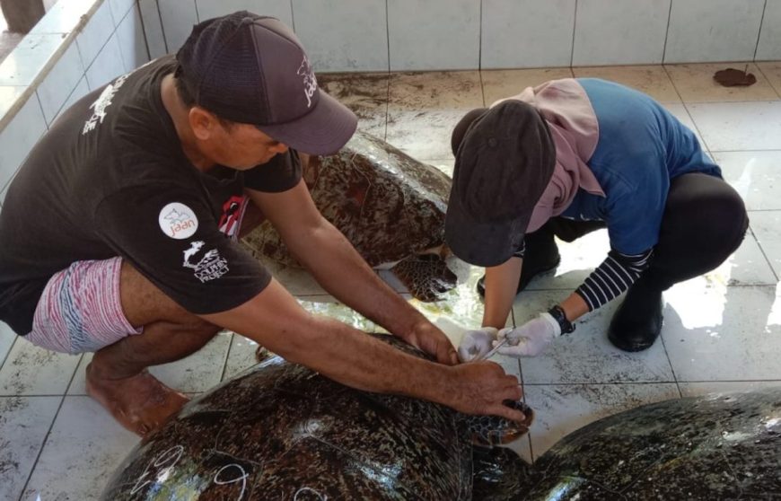 Endangered green sea turtles are confiscated and medically treated, Bali, Indonesia