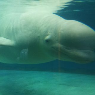 Bella’s entire existence is just this - spending 24 hours a day in a sterile tank at Lotte World, Seoul, South Korea