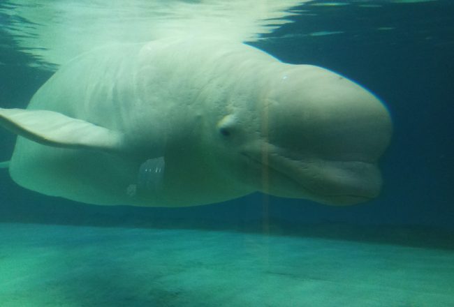 Bella’s entire existence is just this - spending 24 hours a day in a sterile tank at Lotte World, Seoul, South Korea