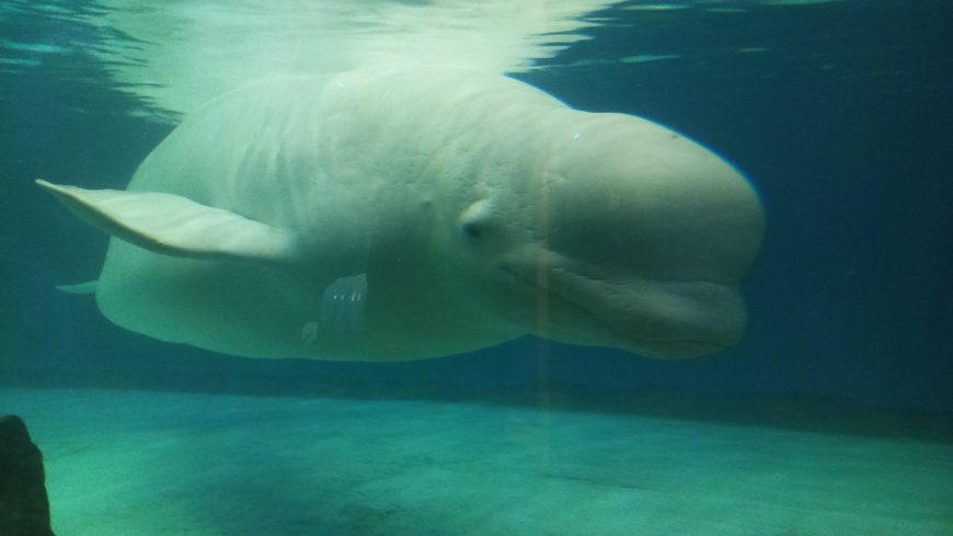 Bella’s entire existence is just this - spending 24 hours a day in a sterile tank at Lotte World, Seoul, South Korea