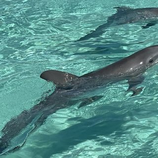 Abandoned dolphins at Balmoral Island, Nassau, Bahamas