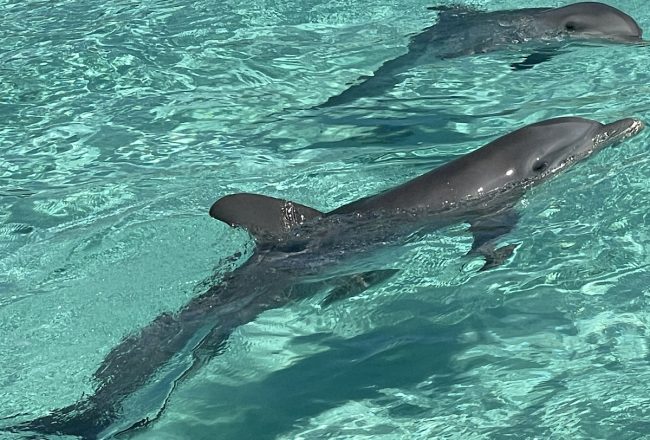 Abandoned dolphins at Balmoral Island, Nassau, Bahamas