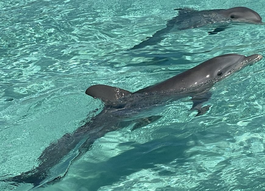 Abandoned dolphins at Balmoral Island, Nassau, Bahamas
