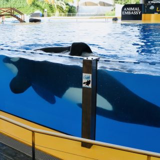 The show has ended, and Keto, who killed his trainer in 2009 out of sheer frustration, spends his time swimming in pointless circles, going nowhere. According to Loro Parque, this is an appropriate life for an orca, even though he belongs to one of the most intelligent and complex species in the animal kingdom.