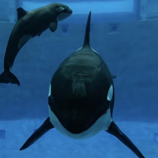 Naya with her unnamed daughter who was born on December 29th 2023 and died 28 days later, on January 26th 2024. Since the death of her daughter, Naya once again lives in complete isolation at Moskvarium’s dreary orca stadium.  Credit: Moskvarium; Inherently Wild