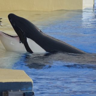 Orcas are among the most powerful predators on planet Earth, but years of confinement in a show stadium reduces them to powerless performers who constantly stick their heads out of the water and open their mouths, much like baby birds who open their beaks as wide as they can to show they are hungry