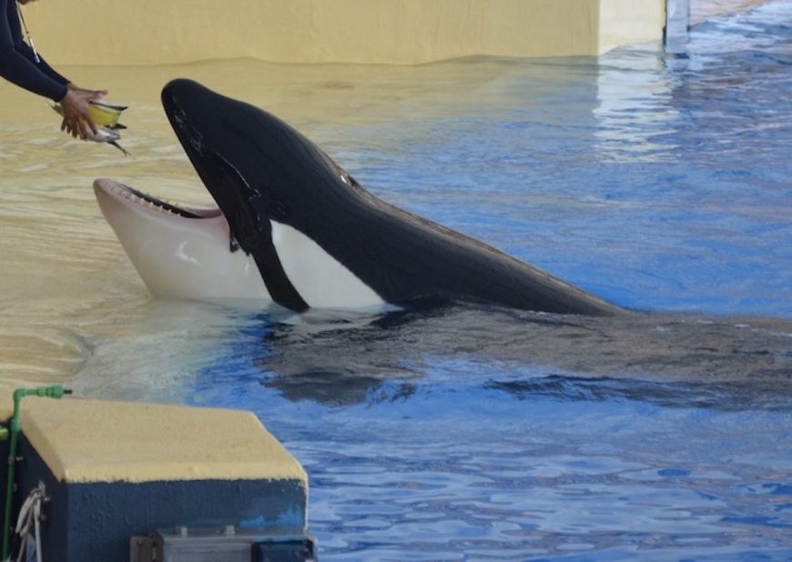 Orcas are among the most powerful predators on planet Earth, but years of confinement in a show stadium reduces them to powerless performers who constantly stick their heads out of the water and open their mouths, much like baby birds who open their beaks as wide as they can to show they are hungry