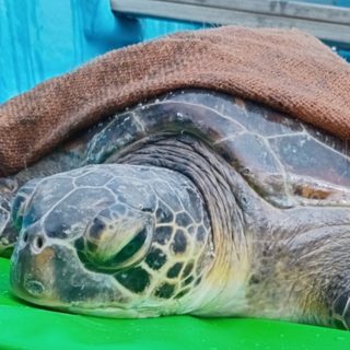 Kaya continues to rehabilitate at the Umah Lumba Center, Bali, Indonesia