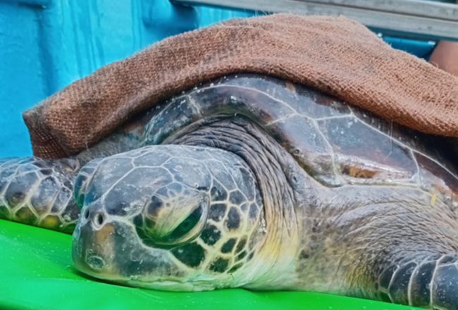 Kaya continues to rehabilitate at the Umah Lumba Center, Bali, Indonesia