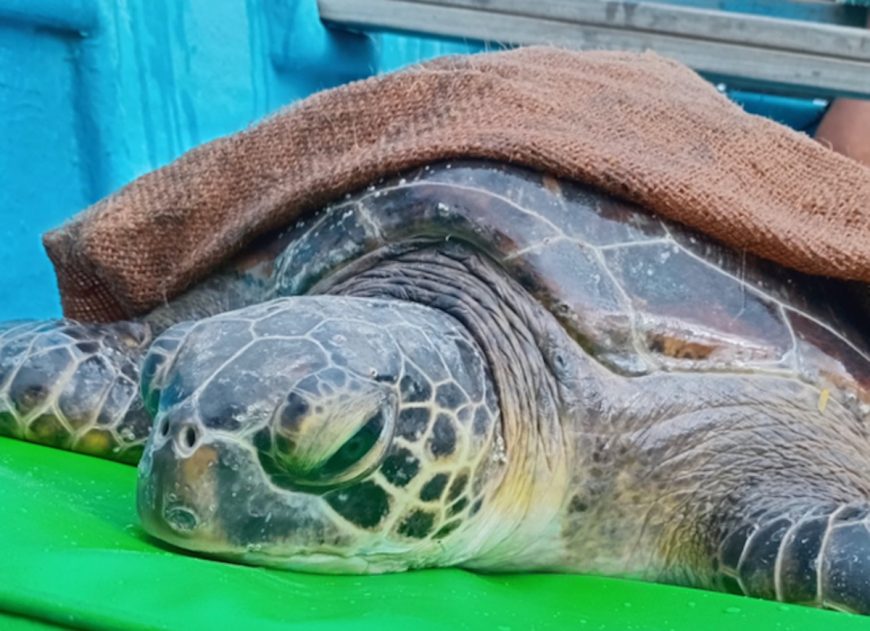 Kaya continues to rehabilitate at the Umah Lumba Center, Bali, Indonesia