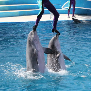 image of captive dolphins bear the full weight of a trainer during a dolphin show at SeaWorld San Diego