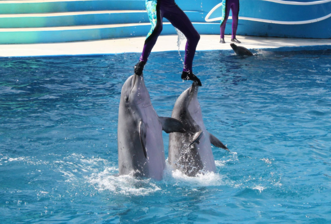 image of captive dolphins bear the full weight of a trainer during a dolphin show at SeaWorld San Diego