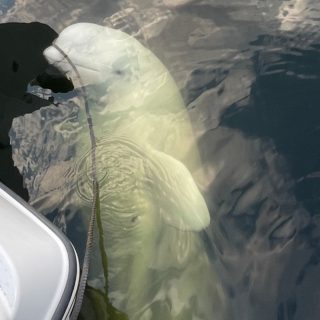 Hvaldimir, the beluga whale has died