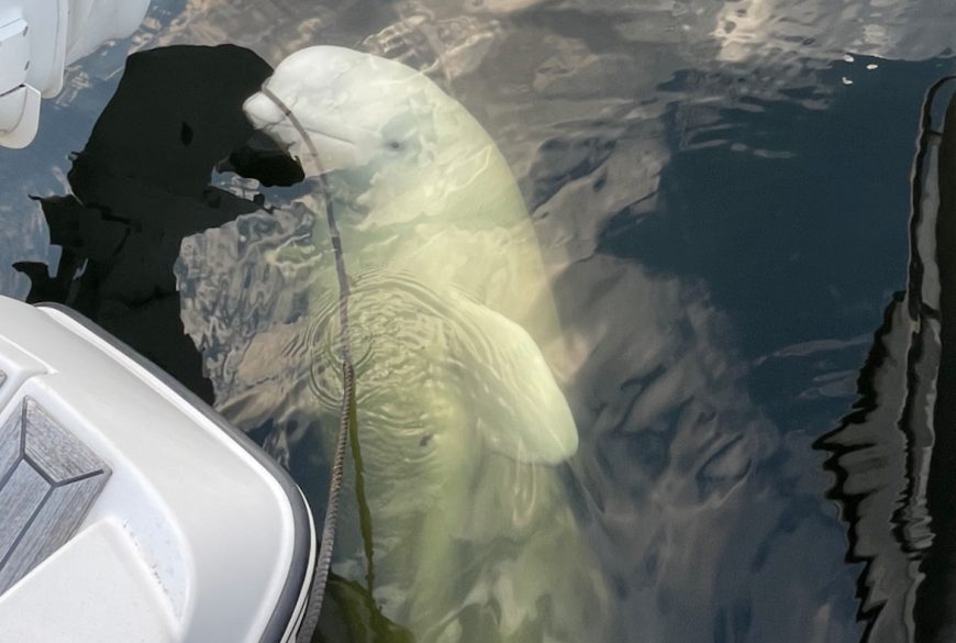 Hvaldimir, the beluga whale has died