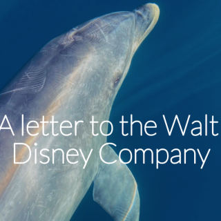 A letter to the Walt Disney Company