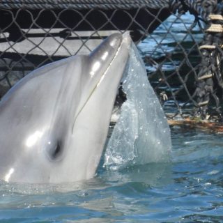 Plastic garbage in dolphin’s sea pen, Taiji, Japan