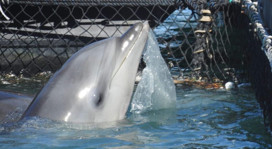 Plastic garbage in dolphin’s sea pen, Taiji, Japan