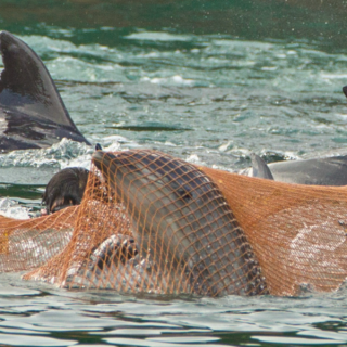 Bottlenose Dolphin Captures Taiji