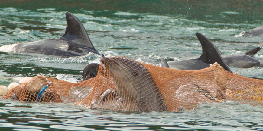 Bottlenose Dolphin Captures Taiji