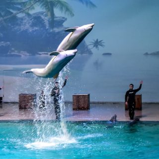 Captive dolphin show at Boudewijn Seapark, Belgium. Credit: Creative Commons Attribution-Share Alike 4.0 International license, user: Paul Hermans