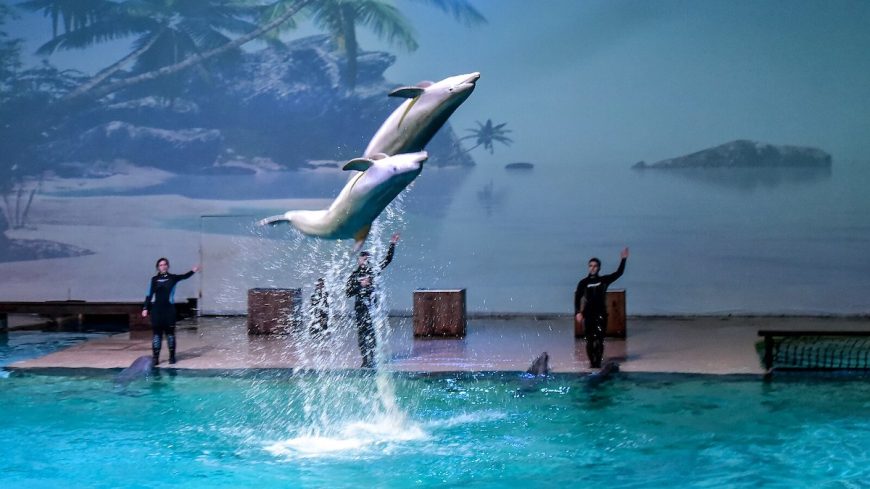 Captive dolphin show at Boudewijn Seapark, Belgium. Credit: Creative Commons Attribution-Share Alike 4.0 International license, user: Paul Hermans