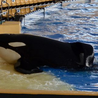 Keto was the largest of the orcas at Loro Parque, but he looks so small here as he leans up against the concrete platform of his dreary enclosure. He was used in theatrical shows at Loro Parque for 18 years before his death.