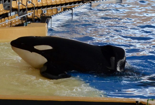 Keto was the largest of the orcas at Loro Parque, but he looks so small here as he leans up against the concrete platform of his dreary enclosure. He was used in theatrical shows at Loro Parque for 18 years before his death.