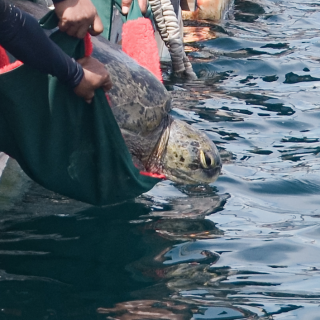 Lucky, a confiscated endangered green sea turtle is released after six months of intensive rehabilitation and medical care, Umah Lumba Center, West Bali, Indonesia.