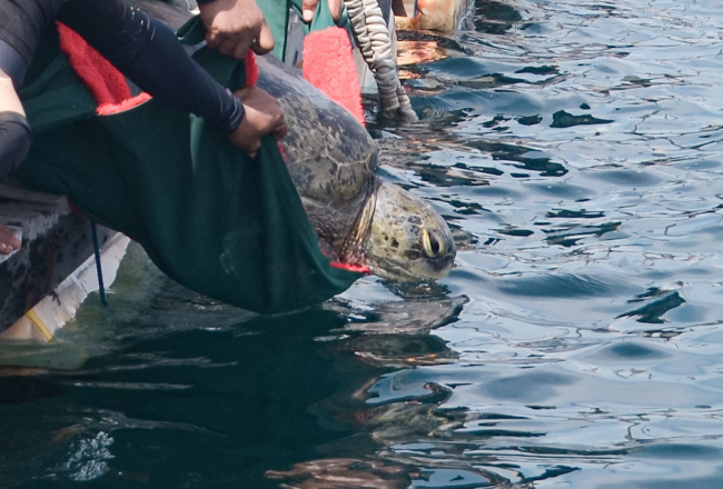 Lucky, a confiscated endangered green sea turtle is released after six months of intensive rehabilitation and medical care, Umah Lumba Center, West Bali, Indonesia.