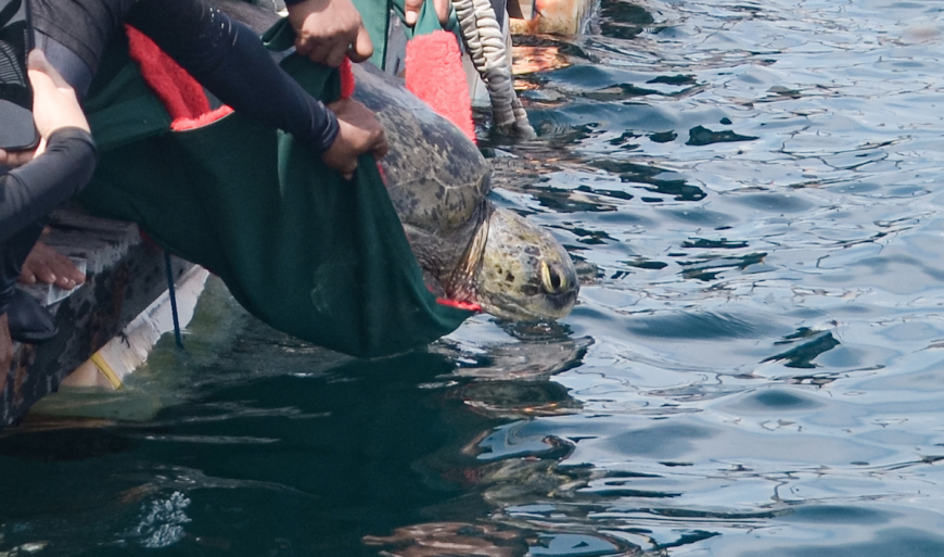 Lucky, a confiscated endangered green sea turtle is released after six months of intensive rehabilitation and medical care, Umah Lumba Center, West Bali, Indonesia.