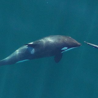A young resident killer whale chases a chinook salmon in the Salish Sea near San Juan Island, Washington, September, 2017. Credits: John Durban (NOAA Fisheries/Southwest Fisheries Science Center), Holly Fearnbach (SR3: SeaLife Response, Rehabilitation and Research) and Lance Barrett-Lennard (Vancouver Aquarium’s Coastal Ocean Research Institute). Creative Commons Attribution-Share Alike 2.0 Generic license.