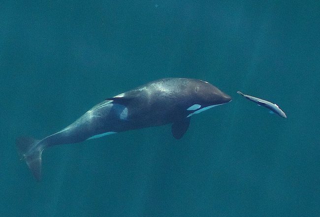 A young resident killer whale chases a chinook salmon in the Salish Sea near San Juan Island, Washington, September, 2017. Credits: John Durban (NOAA Fisheries/Southwest Fisheries Science Center), Holly Fearnbach (SR3: SeaLife Response, Rehabilitation and Research) and Lance Barrett-Lennard (Vancouver Aquarium’s Coastal Ocean Research Institute). Creative Commons Attribution-Share Alike 2.0 Generic license.