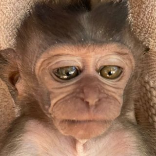 Stevie, a long-tailed macaque monkey, has seen his fair share of tragedy. At just six months of age, as another victim of the illegal wildlife trade, his mother was killed by poachers and he was sold as a pet. Luckily just over one month ago, Stevie was rescued and is now in our care at our Primate Rehabilitation Center in West Bali, Indonesia.