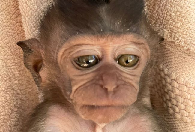 Stevie, a long-tailed macaque monkey, has seen his fair share of tragedy. At just six months of age, as another victim of the illegal wildlife trade, his mother was killed by poachers and he was sold as a pet. Luckily just over one month ago, Stevie was rescued and is now in our care at our Primate Rehabilitation Center in West Bali, Indonesia.