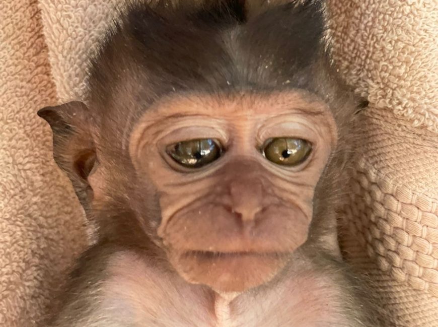 Stevie, a long-tailed macaque monkey, has seen his fair share of tragedy. At just six months of age, as another victim of the illegal wildlife trade, his mother was killed by poachers and he was sold as a pet. Luckily just over one month ago, Stevie was rescued and is now in our care at our Primate Rehabilitation Center in West Bali, Indonesia.