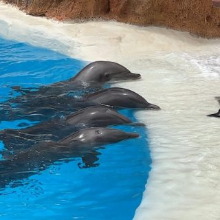 Monitoring the bottlenose dolphins at Loro Parque in Tenerife, Spain