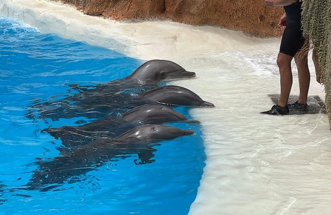 Monitoring the bottlenose dolphins at Loro Parque in Tenerife, Spain