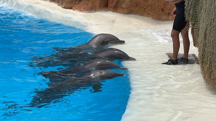 Monitoring the bottlenose dolphins at Loro Parque in Tenerife, Spain