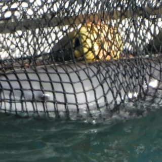 Bottlenose dolphin secured to skiff, after being ripped away from their pod and the open ocean for “life” in captivity, Taiji, Japan